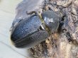 画像4: ☆新成虫☆ネプチューンオオカブト♂124ミリ♀64ミリ別血統ペア販売！！ (4)