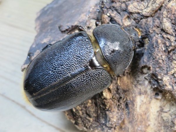 画像4: ☆新成虫☆ネプチューンオオカブト♂124ミリ♀64ミリ別血統ペア販売！！ (4)