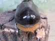 画像3: ☆新成虫☆ネプチューンオオカブト♂124ミリ♀64ミリ別血統ペア販売！！ (3)