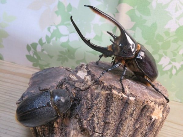 画像5: ☆新成虫☆ネプチューンオオカブト♂124ミリ♀64ミリ別血統ペア販売！！ (5)