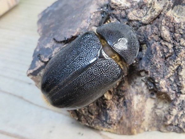 画像4: ☆新成虫☆ネプチューンオオカブト♂126ミリ♀64ミリ別血統ペア販売！！ (4)