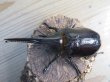 画像2: ☆新成虫☆ネプチューンオオカブト♂124ミリ♀64ミリ別血統ペア販売！！ (2)