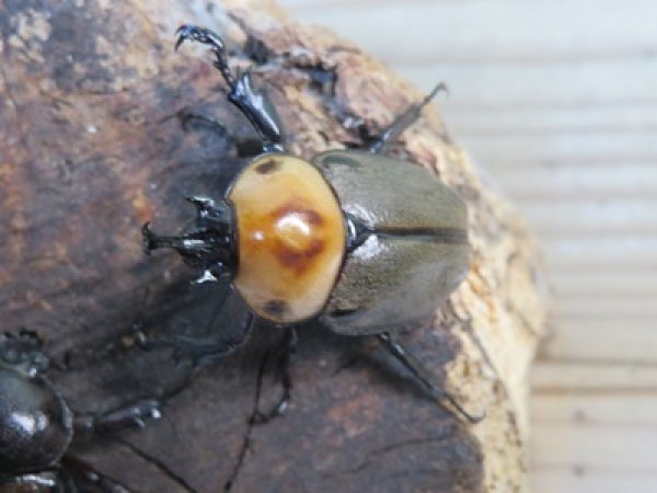画像2: ☆新成虫☆ヨツボシヒナカブト♂34ミリ♀フリーサイズペア販売！！ (2)