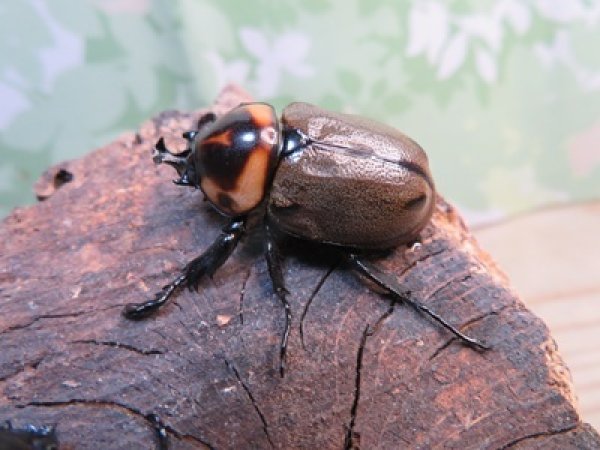 画像1: ☆新成虫☆ヨツボシヒナカブト♂32ミリ♀フリーサイズペア販売！！ (1)