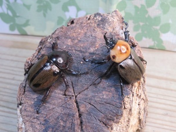 画像5: ☆新成虫☆ヨツボシヒナカブト♂34ミリ♀フリーサイズペア販売！！ (5)