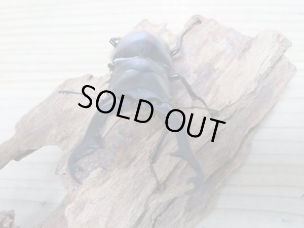 画像7: ☆新成虫☆ギラファノコギリクワガタ（亜種ポロブドゥール）♂92ミリ♀フリーサイズペア販売！！ (7)