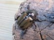 画像4: ☆新成虫☆ヨツボシヒナカブト♂34ミリ♀フリーサイズペア販売！！ (4)