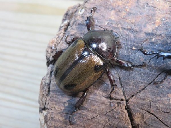 画像4: ☆新成虫☆ヨツボシヒナカブト♂34ミリ♀フリーサイズペア販売！！ (4)