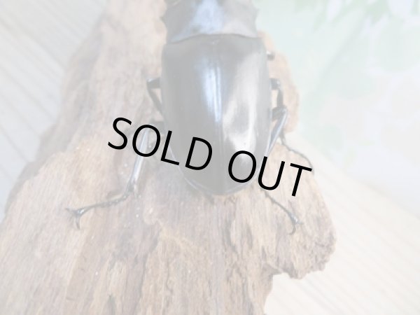 画像3: ☆新成虫☆ギラファノコギリクワガタ（亜種ポロブドゥール）♂92ミリ♀フリーサイズペア販売！！ (3)