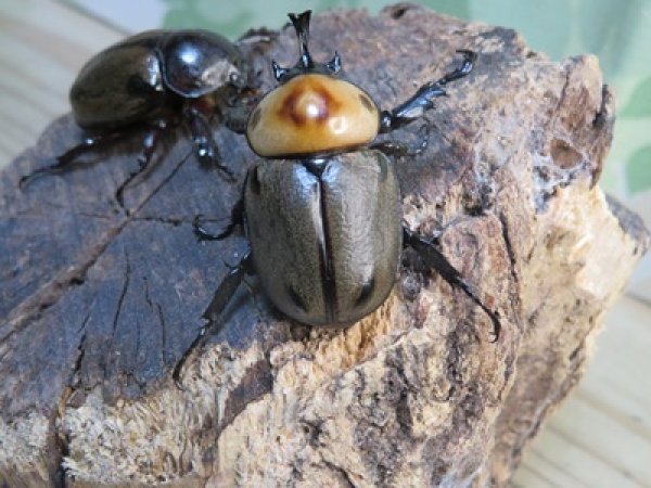 画像3: ☆新成虫☆ヨツボシヒナカブト♂34ミリ♀フリーサイズペア販売！！ (3)