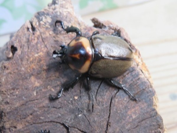 画像2: ☆新成虫☆ヨツボシヒナカブト♂32ミリ♀フリーサイズペア販売！！ (2)