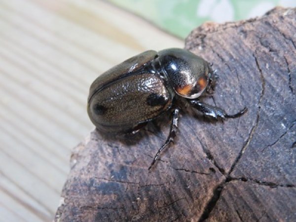 画像4: ☆新成虫☆ヨツボシヒナカブト♂32ミリ♀フリーサイズペア販売！！ (4)