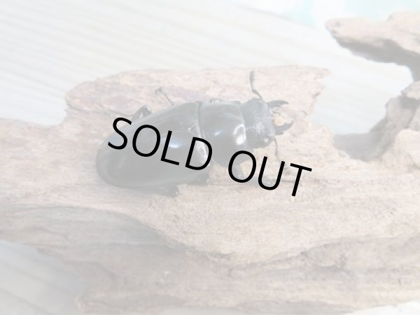 画像4: ☆新成虫☆ギラファノコギリクワガタ（亜種ポロブドゥール）♂92ミリ♀フリーサイズペア販売！！ (4)