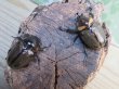 画像5: ☆新成虫☆ヨツボシヒナカブト♂32ミリ♀フリーサイズペア販売！！ (5)