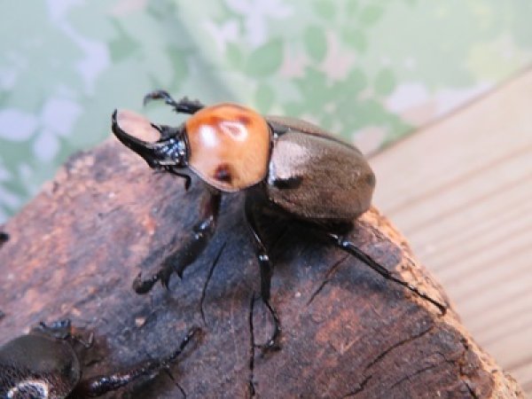 画像1: ☆新成虫☆ヨツボシヒナカブト♂34ミリ♀フリーサイズペア販売！！ (1)