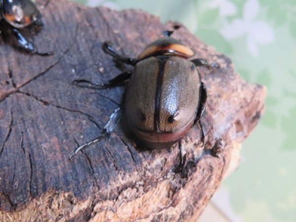 画像3: ☆新成虫☆ヨツボシヒナカブト♂32ミリ♀フリーサイズペア販売！！ (3)