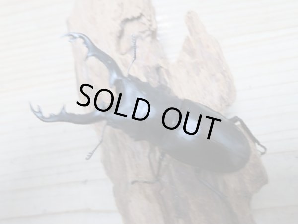 画像8: ☆新成虫☆ギラファノコギリクワガタ（亜種ポロブドゥール）♂92ミリ♀フリーサイズペア販売！！ (8)