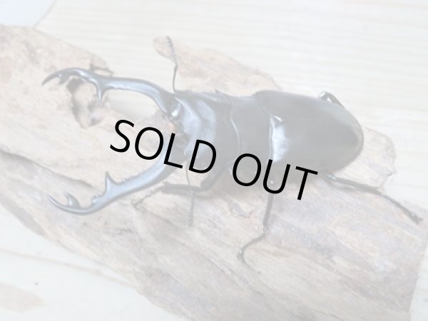 画像6: ☆新成虫☆ギラファノコギリクワガタ（亜種ポロブドゥール）♂92ミリ♀フリーサイズペア販売！！ (6)