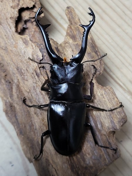 画像6: ☆新成虫☆ギラファノコギリクワガタ（原名亜種）♂92ミリ♀42ミリペア販売！！ (6)