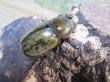 画像4: ☆新成虫☆ティティウスシロカブト♂47ミリ♀フリーサイズペア販売！！ (4)