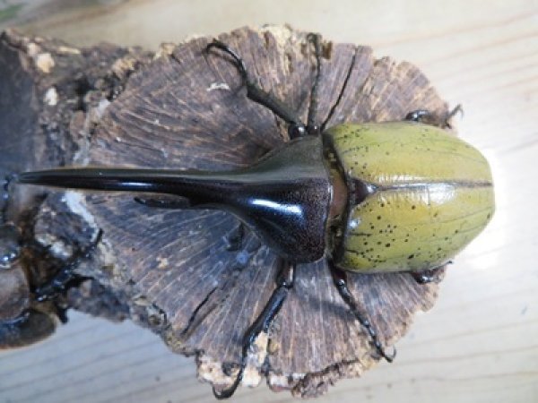 画像2: ☆新成虫☆D.H.ヘラクレス♂101ミリ♀57ミリペア販売！！ (2)