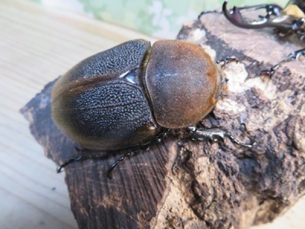 画像4: ☆新成虫☆D.H.リッキー♂115ミリ♀68ミリペア販売！！ (4)