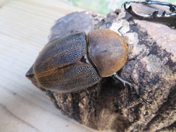 画像4: ☆新成虫☆D.H.ヘラクレス♂123ミリ♀63ミリペア販売！！ (4)