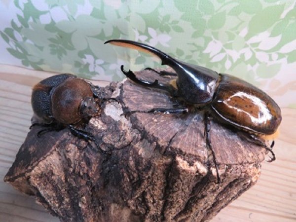 画像5: ☆新成虫☆D.H.リッキー♂115ミリ♀68ミリペア販売！！ (5)