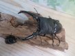画像2: ☆新成虫☆パラワンオオヒラタクワガタ♂100ミリ♀51ミリペア＋♀46ミリ計3頭トリオ販売！！ (2)
