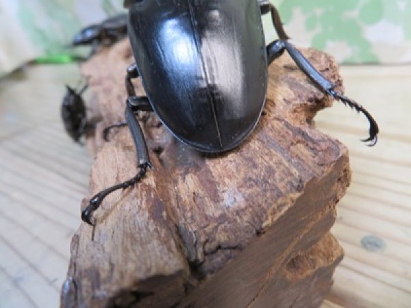 画像3: ☆新成虫☆パラワンオオヒラタクワガタ♂100ミリ♀51ミリペア＋♀46ミリ計3頭トリオ販売！！ (3)