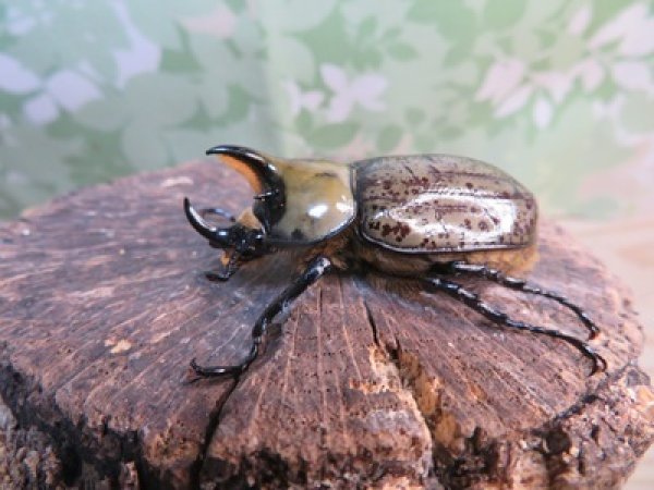 画像1: ☆新成虫☆ティティウスシロカブト♂47ミリ♀フリーサイズペア販売！！ (1)