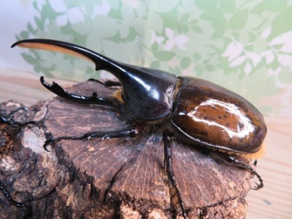 画像1: ☆新成虫☆D.H.リッキー♂115ミリ♀68ミリペア販売！！ (1)