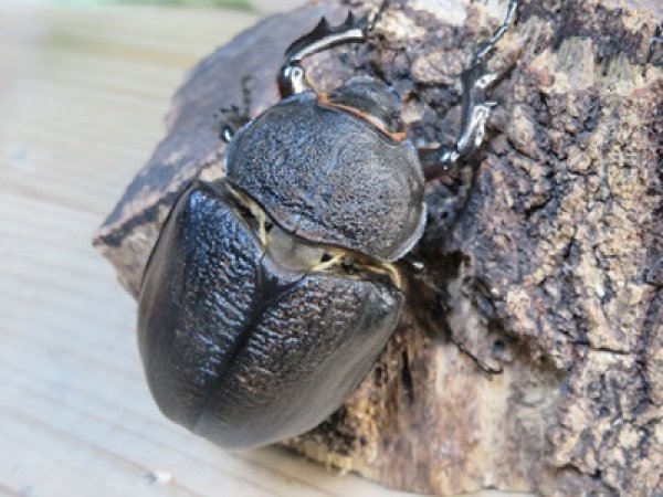 画像4: ☆新成虫☆レックスゾウカブト♂82ミリ♀70ミリペア販売！！ (4)