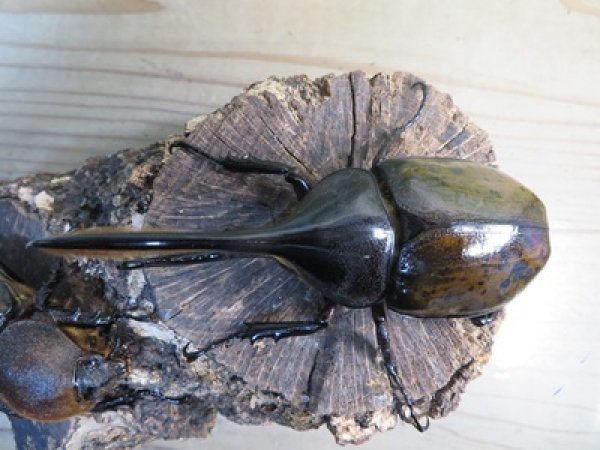 画像2: ☆新成虫☆D.H.リッキー♂115ミリ♀68ミリペア販売！！ (2)