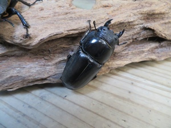 画像5: ☆新成虫☆パラワンオオヒラタクワガタ♂100ミリ♀51ミリペア＋♀46ミリ計3頭トリオ販売！！ (5)