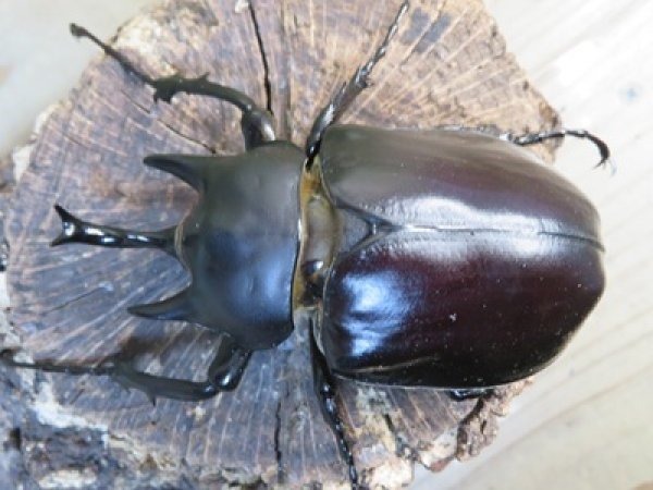 画像2: ☆新成虫☆レックスゾウカブト♂82ミリ♀70ミリペア販売！！ (2)