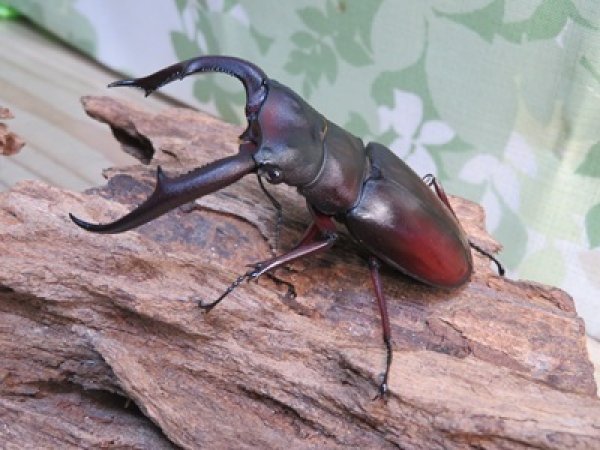 画像1: ☆新成虫☆マンディブラリスフタマタクワガタ（赤マンディ）♂80ミリ♀43ミリペア販売！！ (1)