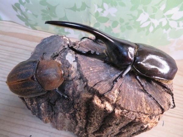 画像5: ☆新成虫☆D.H.ヘラクレス♂123ミリ♀63ミリペア販売！！ (5)