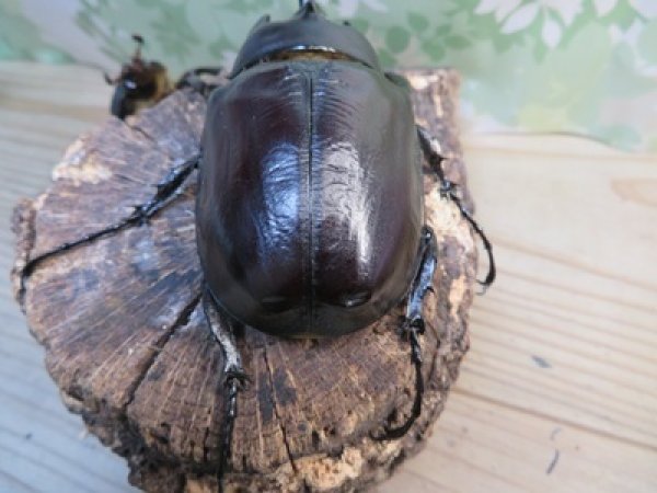 画像3: ☆新成虫☆レックスゾウカブト♂96ミリ♀73ミリペア販売！！ (3)