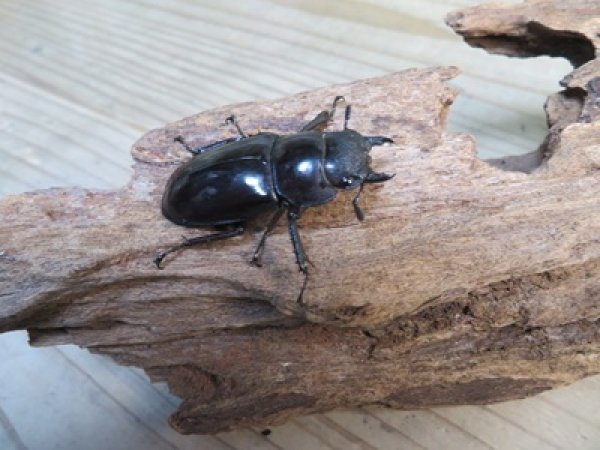 画像4: ☆新成虫☆マンディブラリスフタマタクワガタ（赤マンディ）♂80ミリ♀43ミリペア販売！！ (4)