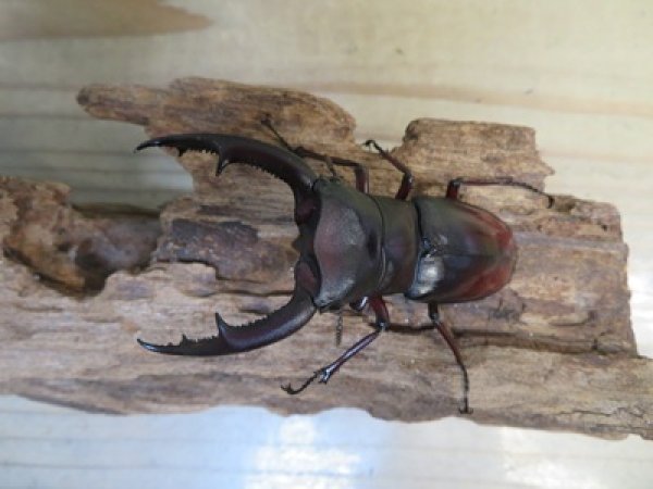 画像2: ☆新成虫☆マンディブラリスフタマタクワガタ（赤マンディ）♂80ミリ♀43ミリペア販売！！ (2)