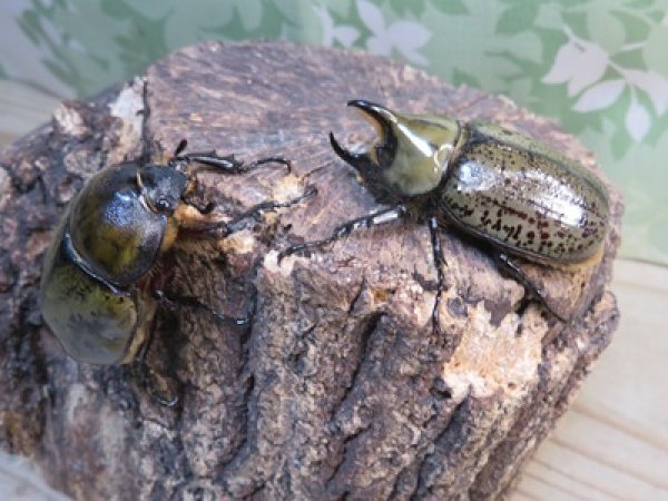 画像5: ☆新成虫☆ティティウスシロカブト♂47ミリ♀フリーサイズペア販売！！ (5)