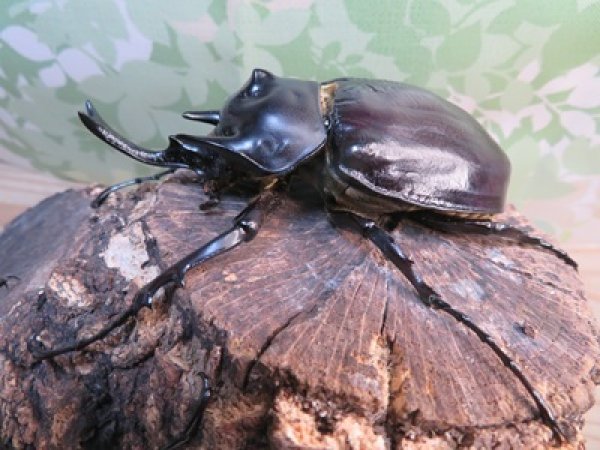 画像1: ☆新成虫☆レックスゾウカブト♂96ミリ♀73ミリペア販売！！ (1)