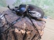 画像1: ☆新成虫☆レックスゾウカブト♂82ミリ♀70ミリペア販売！！ (1)