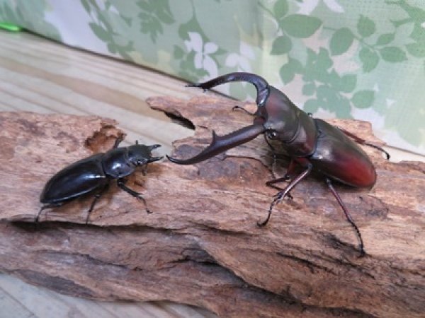 画像5: ☆新成虫☆マンディブラリスフタマタクワガタ（赤マンディ）♂80ミリ♀43ミリペア販売！！ (5)