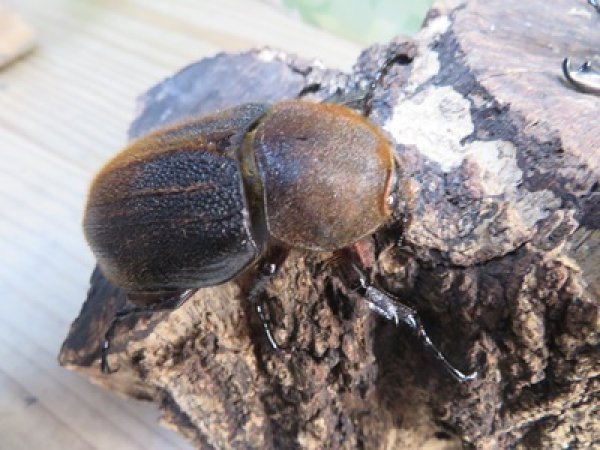 画像4: ☆新成虫☆D.H.ヘラクレス♂101ミリ♀57ミリペア販売！！ (4)