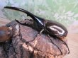 画像1: ☆新成虫☆D.H.ヘラクレス♂123ミリ♀63ミリペア販売！！ (1)