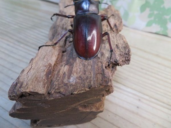 画像3: ☆新成虫☆マンディブラリスフタマタクワガタ（赤マンディ）♂80ミリ♀43ミリペア販売！！ (3)
