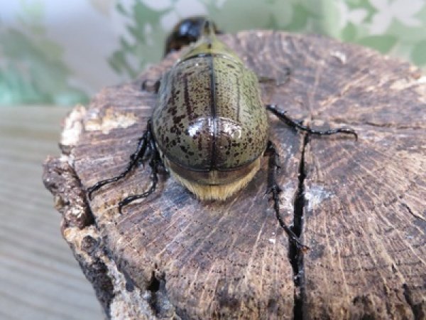 画像3: ☆新成虫☆ティティウスシロカブト♂47ミリ♀フリーサイズペア販売！！ (3)