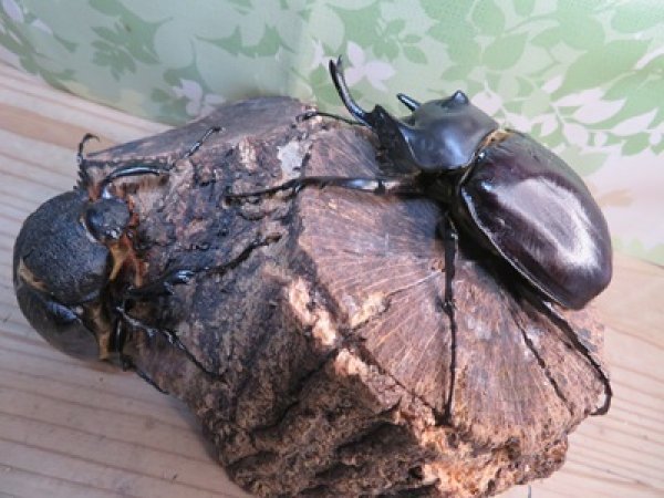 画像5: ☆新成虫☆レックスゾウカブト♂96ミリ♀73ミリペア販売！！ (5)